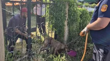 Düzce'de Sıkışan Köpek Kurtarıldı