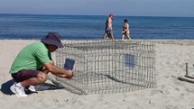 Aydın'da Caretta Caretta Yuvaya Koruma