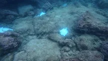 Antalya'da Ölü Vatozlar Görüntülendi