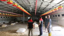 Erzincan'da Broiler İşletmesi İncelemesi