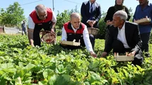 Elazığ'da Çilek Hasadı Yapıldı