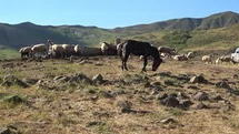 Tunceli’de üreticiler hayvan başına yaklaşık 30 TL ödeyerek yaylalardan faydalanabiliyor