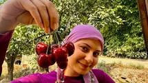 İhracatlık kirazda hasat dönemi başladı