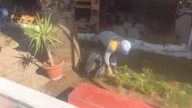 Didim Belediyesi’nin kendi üretimi çiçekler toprakla buluşuyor