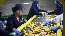 Malatya'da Kayısı İhracatı Başladı