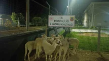 Aydın Koçarlı'da Koyun Hırsızlığı