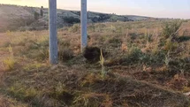 Bilecik'te Kuş Yangına Neden Oldu