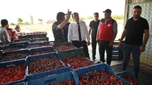 Çay’da kiraz hasadı başladı