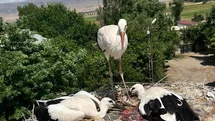 Güroymak'ta Leylek Kurtarma Operasyonu