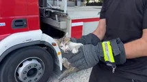 Düzce'de Ağaçta Mahsur Kalan Kedi Kurtarıldı