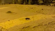 Lağım Fareleri Adıyaman'da Endişe Veriyor