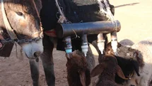 Şanlıurfa'da Besicilikte Fark Yaratan Yöntem
