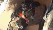 Muğla'da Yavru Kedilere Şefkat Eli Uzandı