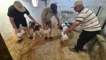 Kırklareli'nde Üçüz Buzağı Sevinci