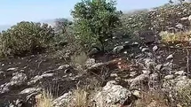 Gaziantep'te Fıstıklık Alanda Yangın Çıktı