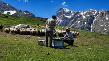 Erzincan'da Tescilli Peynir Üretimi