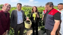 Tarsus'ta Sezonun İlk Üzüm Hasadı Yapıldı
