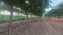Sarıgöl bağlarında hedef ihracatlık kaliteli üzüm