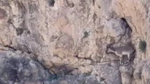 Malatya'da Yaban Keçileri Görüntülendi