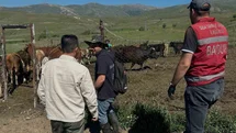 Aydıntepe’de üreticiye 15 ithal angus düve teslim edildi