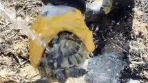 Çorum'da Kaplumbağayı İtfaiye Kurtardı