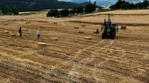 Sinop'ta İlk Buğday Hasadı Yapıldı