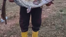 Kırklareli'nde Dev Yayın Balığı Yakalandı