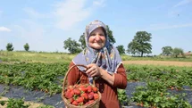 Bilecik'te Çilek Üretimi Artıyor