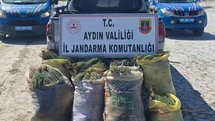 Aydın'da İzinsiz Bitki Toplama Operasyonu
