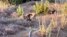 Yaşam alanları daralan tilkiler şehir merkezlerine indi