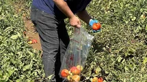 Köşk’te Domates Hasat Öncesi Denetimi Başladı