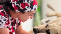 Gözüne bağ çubuğu saplanan köpek yeniden hayata tutundu