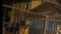 Sarıkamış'ta İlginç Ayı Olayı