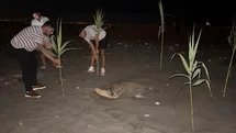 Mersin'de Caretta Caretta Koruma Önlemleri