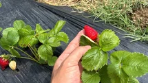 Çamlıyayla'da Yayla Çileği Hasadı