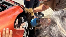 Aydın'da Araç Tamponuna Sıkışan Yavru Köpek Kurtarıldı