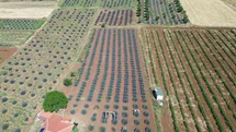 Isparta'da Lavanta Tarlaları Çiçek Açtı