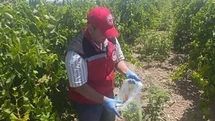 Salihli'de Pestisit Denetimi Sürüyor