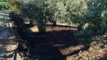 Bilecik'te Zeytin Tarlasında Yangın Çıktı