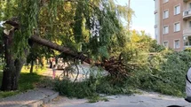Şiddetli rüzgar parktaki ağacı devirdi