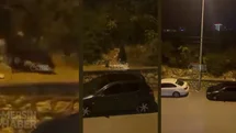 Erdemli Ayaş'ta Yaban Domuzları Yerleşim Yerine İndi!