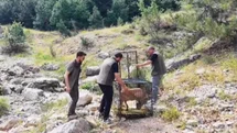 Yaralı dağ keçisi tedavisinin ardından doğaya bırakıldı
