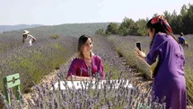 Koku Vadisi’nde Lavanta hasadı başlıyor