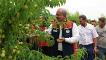Çanakkale’de coğrafi tescilli Bayramiç Beyazının hasadı başladı