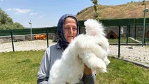 Ankara tavşanları yeniden hayat buldu: Hedef, üretim ve kadın istihdamı
