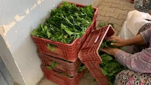 Sarıgöl’de yaprak fiyatları 35-40 TL’ye geriledi