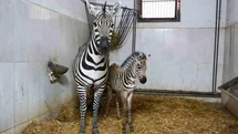 Bursa Hayvanat Bahçesi’nde zebra ailesi büyüyor