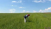 Kars’ta yem bitkileri tespit çalışmaları aralıksız sürüyor