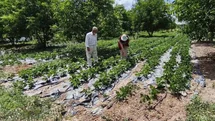 Kütahya’da nohut ve barbunya demonstrasyon alanlarında inceleme