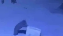Ayı ailesinin çöp konteyneri ile oyunu